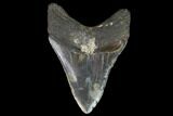 Fossil Megalodon Tooth - North Carolina #98987-2